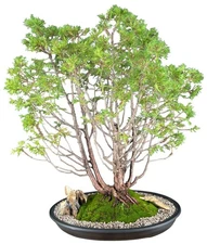 Bonsai Tree Outdoor Top Point White Cedar Bonsai Tree 25"H Chamaecyparis Thyoide
