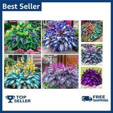 300 Perennial Hosta Seeds for Planting Outdoor Garden