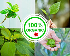 NEW Organic 100 Dried Hibiscus Leaves Herbal Healthy Tea Gudhal Hair Care Grow