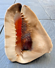 Gro&szlig;e Helmschnecke / Cassis cornuta &ndash; 17 cm &ndash; Naturmuschel &ndash; Deko & Sammlerst&uuml;ck