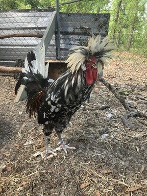 POLISH  top hat  Chicken Hatching Egg 6 