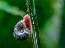 15 Algae Eating Ramshorn Snails, Aquarium or Pond Cleaner Feeder Fish Food