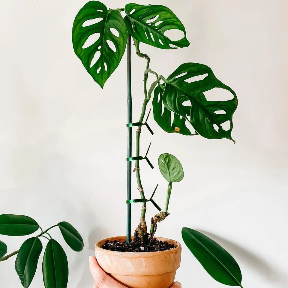 20 piezas estacas de jardín de bambú de 12 pulgadas 40 piezas clip de fijación de plantas 50 piezas lazos giratorios Foto 3 de 4