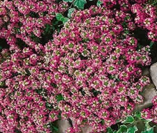 ALYSSUM ROSIE O'DAY Lobularia Maritima - 1,200 Bulk Seeds