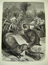 Antique Egyptian Mongooses Wood Engraved Print c1889 