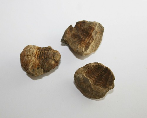 Trilobit Eldredgeia venustus Devon fósil Bolivia eslabones trilobites - Imagen 14 de 71