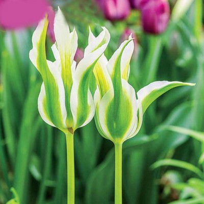 100Pcs Tulip Seeds Tulip Flower Seeds Perennial Potted Plants Tulip B44G 03  eBay 100Pcs Tulip Seeds Tulip Flower Seeds Perennial Potted Plants Tulip B44G 03  eBay