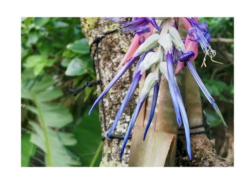 10x Billbergia brasiliensis Bromelie Garten Pflanzen - Samen ID537 - Picture 5 of 8