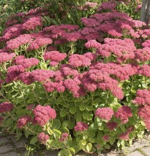 5 Sedum Perennials Hardy plants outdoor In 10/12cm Pot.