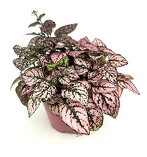 Large Hypoestes Rose Splash Live Potted House Plants Air Purifying, 4" Pot