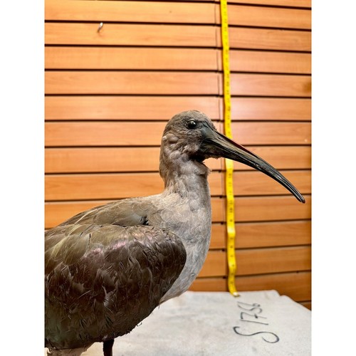 FH191- Hadada Ibis bird taxidermy mount - Picture 2 of 7