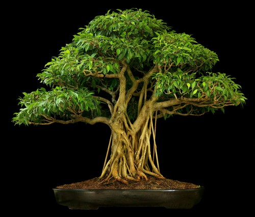 Ficus religiosa (Bodhi Peepal Tree) Fresh Seeds RARE HousePlant Indoor Bonsai UK - Picture 1 of 6