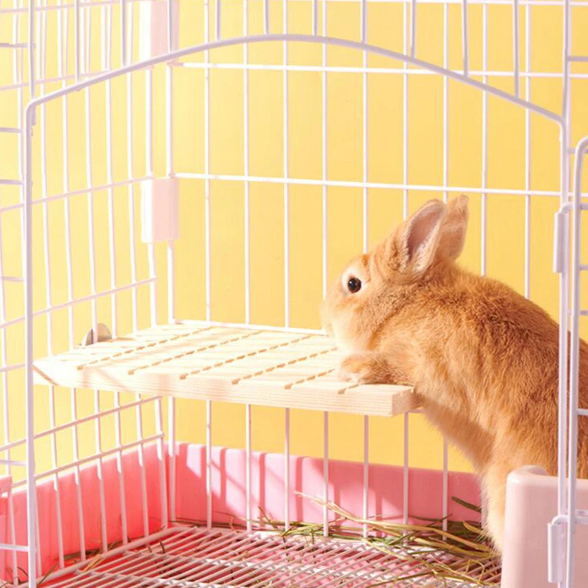 Rabbit accessories outlet