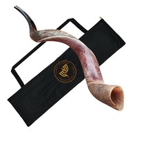 Half polished natual Judaica 30-32 Inch Yemenite Kudu Shofar horn Israel  Bag