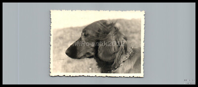 Photo, breed dog show Erzgeb., Schwarzenberg, typical Teckel heads 4 5026-1229
