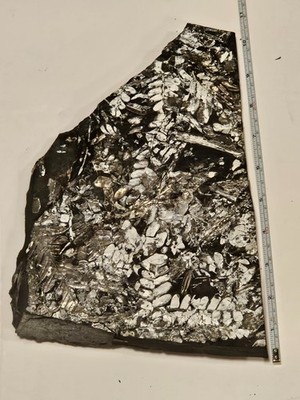 Large Museum Quality FERN PLANT FOSSIL Saint Clair Pennsylvania PA Mine Mining