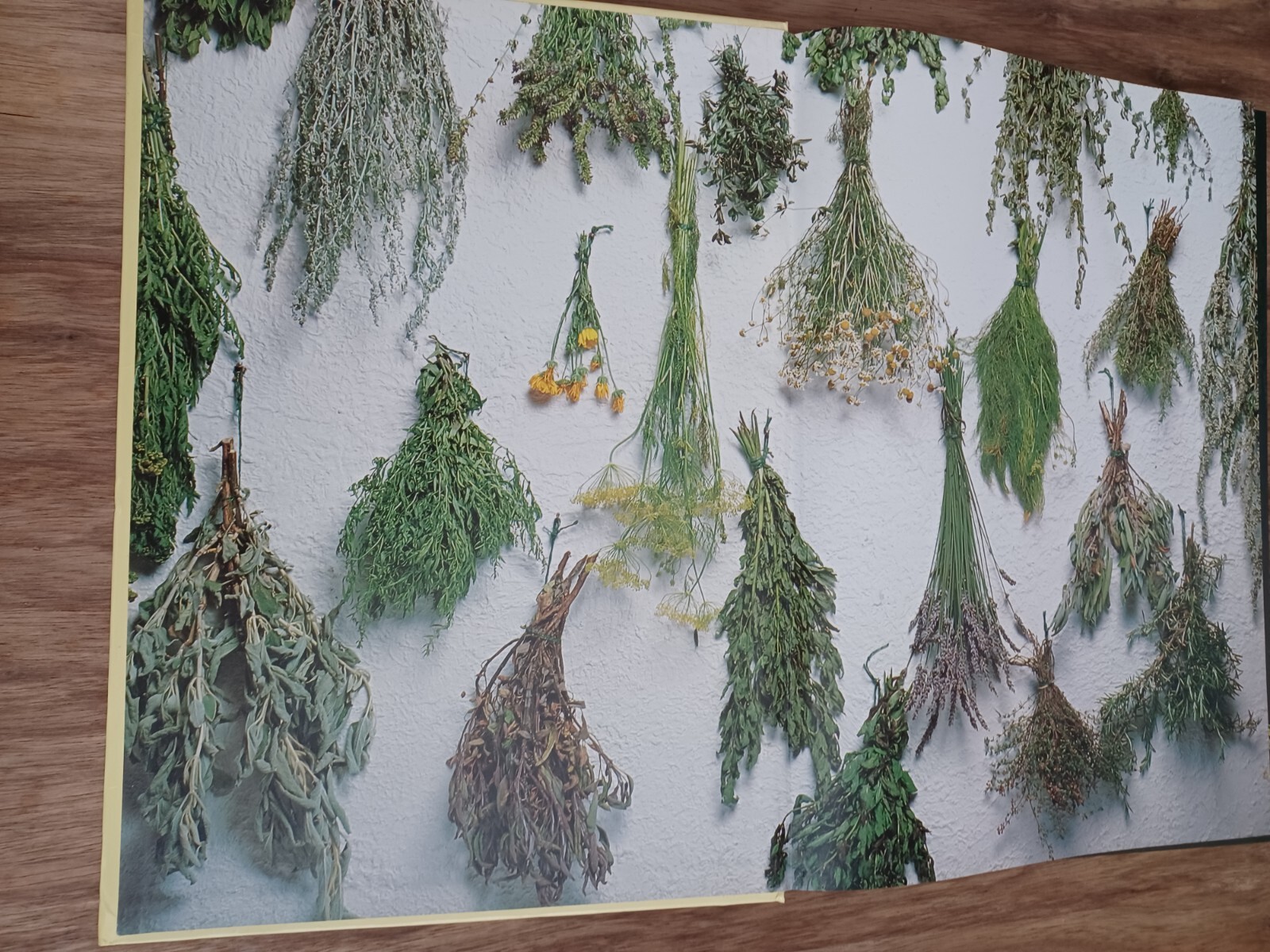 Thumbnail - Das Mosaik Kräuterbuch Arabella Boxer & Philippa Back Kräuter Kochen