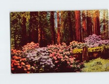 Postcard Rhododendrons on Redwood Highway California USA