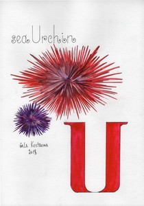 sea-Urchin-ABC-series-original-Gala-Kostroma-watercolor-alphabet-painting-art