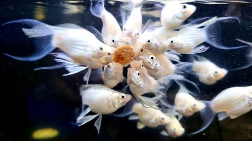 Molly platinum chawang / lyretail ornamental fish contains 20 pcs
