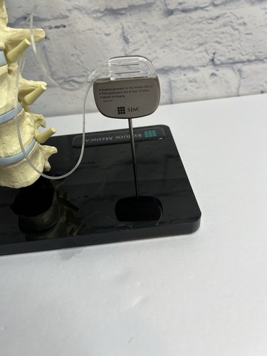 St Jude Medical Teaching Sample Display Eon Anatomical Model Lumbal Human Spin - Bild 10 von 23