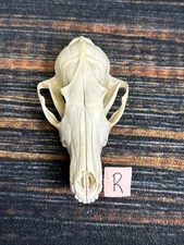 Real Red Fox Unique Animal Mount Halloween Skull Art Craft Mountain Man Canine