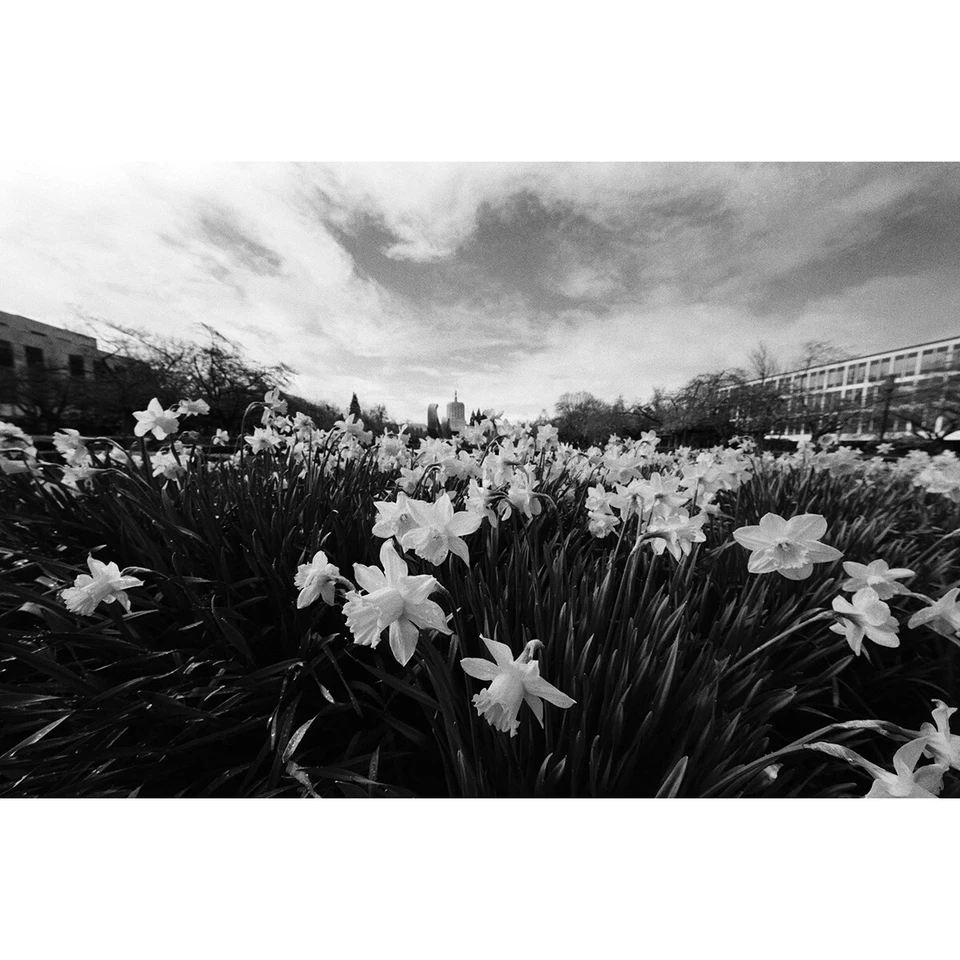 Película en blanco y negro Fomapan Creative 200 ISO 35 mm 36 Exp *RECIÉN FECHADA * Foto 2 de 4