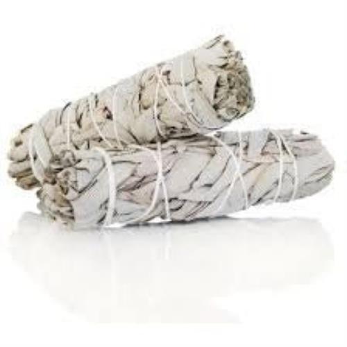 California White Sage 8-9" - Picture 1 of 1