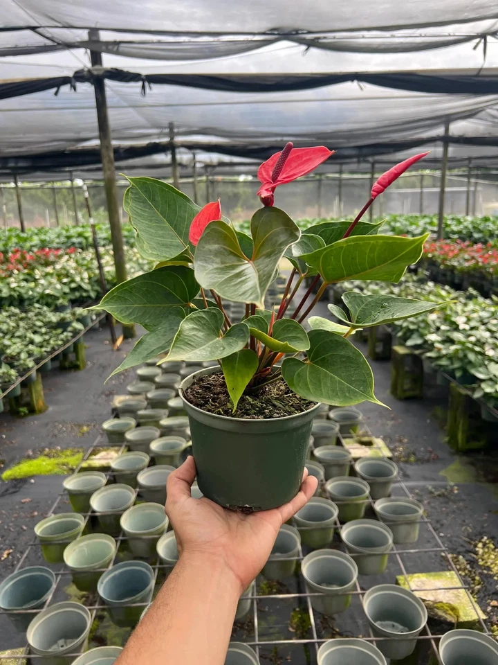 Corazón rojo Anthurium | Flor de flamenco | Planta de interior tropical viva en maceta de 6" Foto 4 de 4
