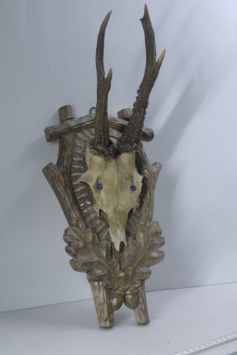 Roe Deer Antlers on Skull – Mounted on Oak Shield Plaque Hand Carved Wall Decor - Picture 3 of 6