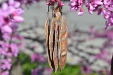 25-60 Seeds | Eastern Redbud Seeds 🌸 🌸 🌸 Cercis Canadensis