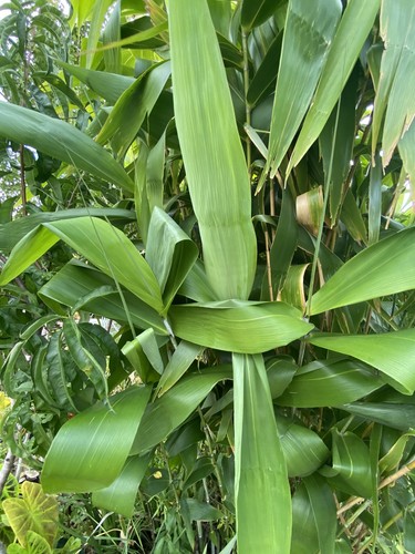 Tiger Grass 2 Rhyzomes Bareroot Clumping Non Invasive - Picture 3 of 9