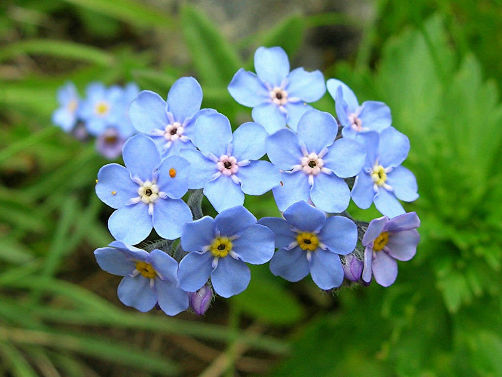 100 Blue Alpine Forget me not Flower Seeds - Heavenly