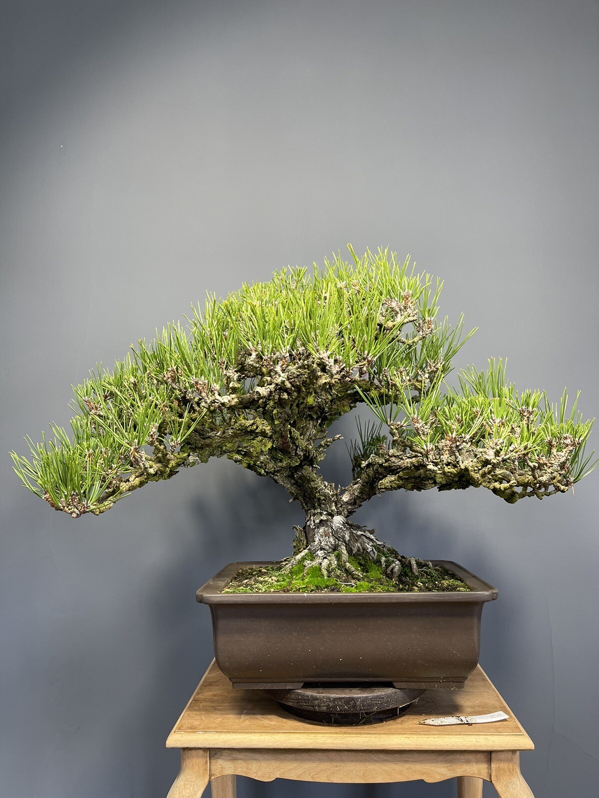 Bonsai Pinus Thunbergii ‘coticosa’ ‘nishiki’ Cork Bark Japanese Black