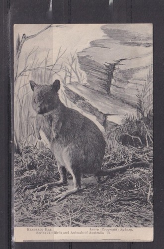 AUSTRALIA, KANGAROO RAT, c1930 Kerry ppc., unused.