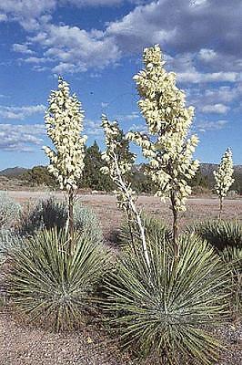 TS066 Vitex Angus-Castus Chaste Tree x20 seeds Ornamental Mauve Flowers