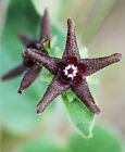 Matelea biflora Purple Star Milkweed Vine 5 seeds