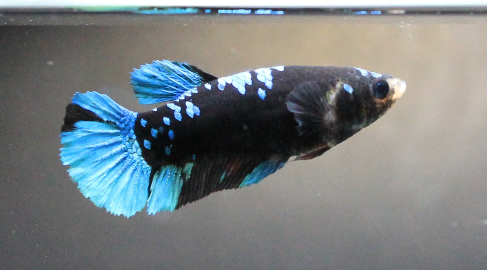 Foto 6 di 24