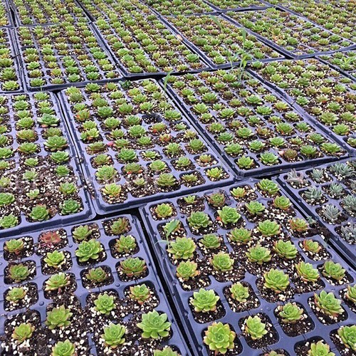 10Pcs 72 Hole Plant Seed Grow Insert Propagation Nursery Seedling Starter Tray - Picture 8 of 10