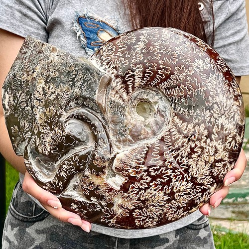 8.15LB Rare natural Natural conch fossil specimens of Madagascar - Picture 10 of 13