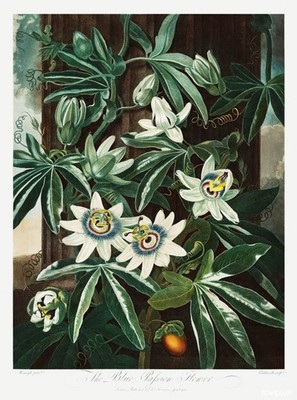 Temple of Flora Blue Passion Flower Botanical Print 24x36