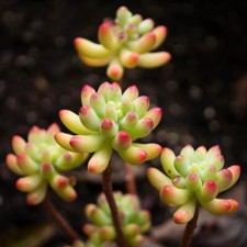 Rare Succulent Sedum Pachyphyllum 2 Inch Easy Care Rooted Live