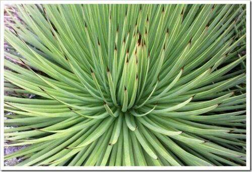 Agave Striata Subsp. Striata – 10 Semillas De Espadín, Suculenta Resistente Y Espinosa Para Jardines Secos