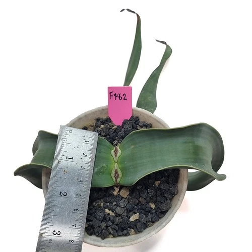 Welwitschia mirabilis for sale by Little One Plant Nursery
