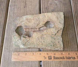 Plant Stem Fossil Imprint / Impression  Rock Slab Resembles Male Genitalia 