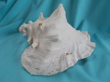 Large 8"x 5" x 6" Natural Conch Seashell