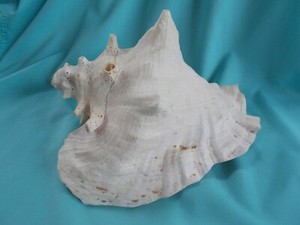 Large 8"x 5" x 6" Natural Conch Seashell
