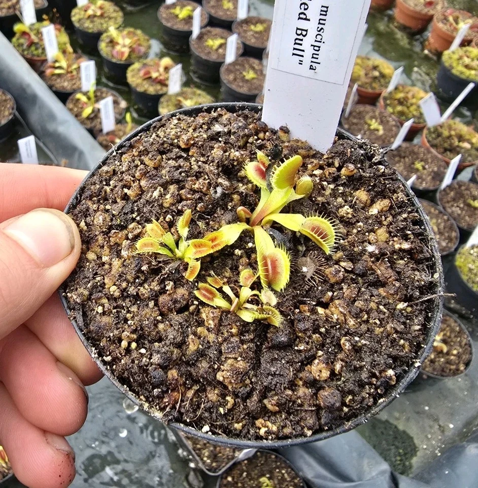 Dionaea muscipula "Red Bull", fleischfressende Pflanzen, Venusfliegenfalle, - Bild 2 von 3