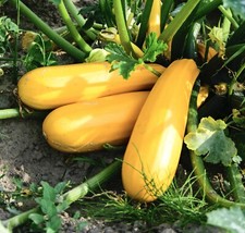 Atena Polka Courgette F1 - 10x Seeds - Vegetable