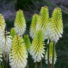 Tritoma, Torch lilly plant (Kniphofia uvaria) 200 SEEDS!! MIX